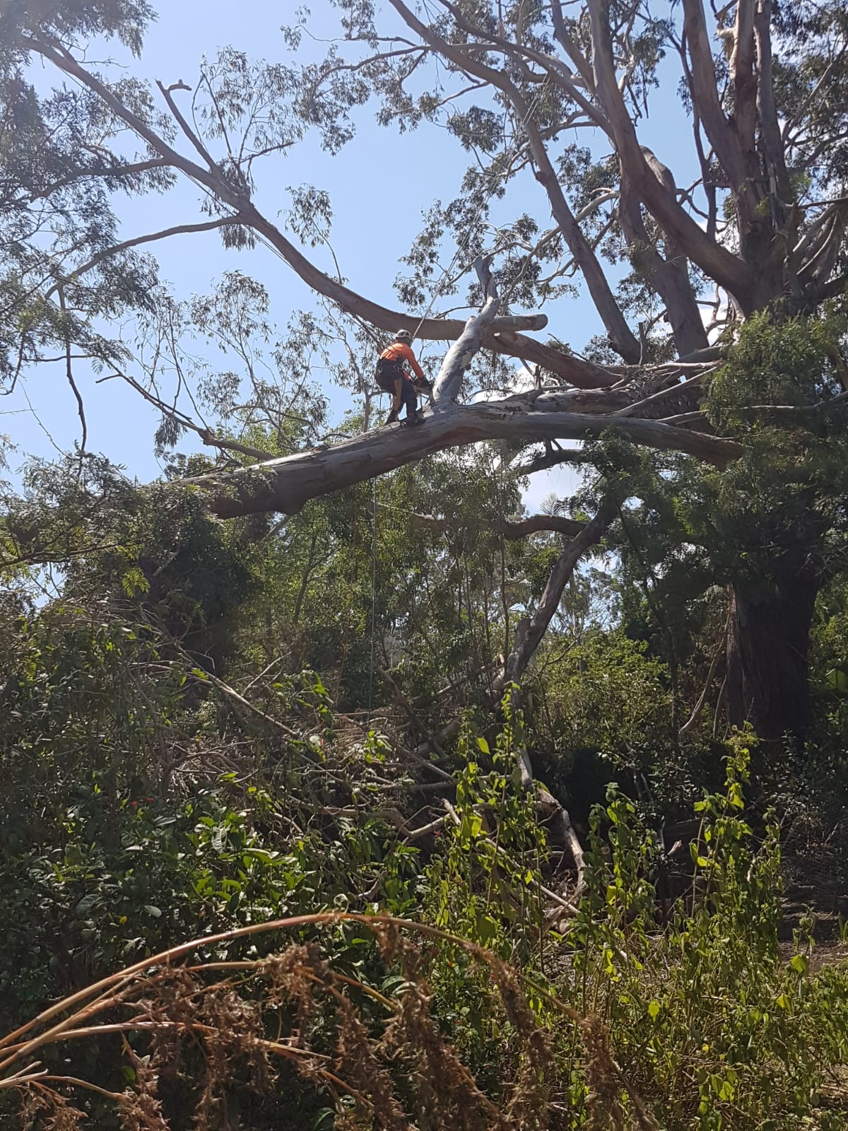 Tree Pruning