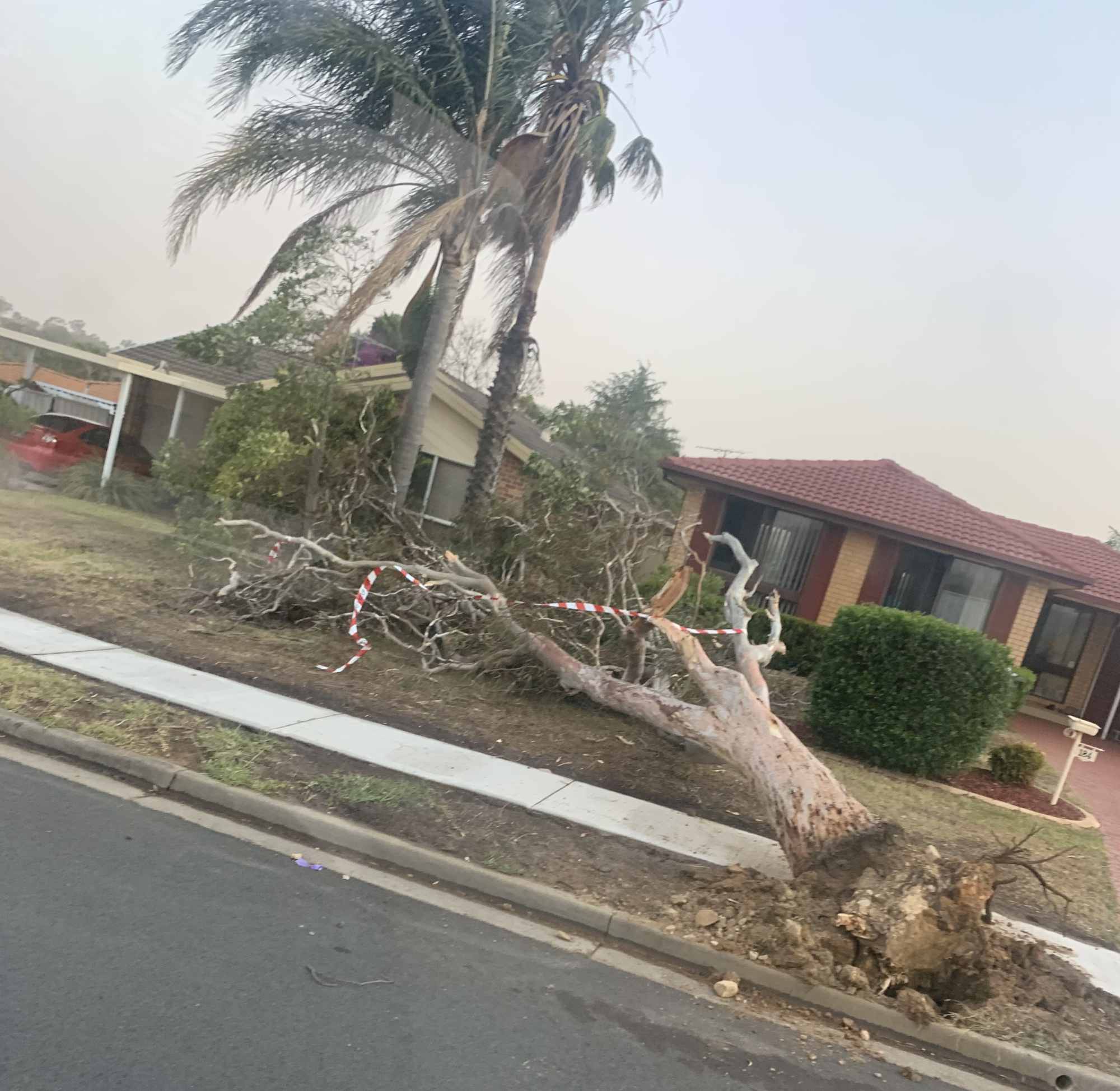 Tree Removal Sydney